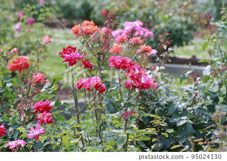 荒尾市少女公民花壇玫瑰花， 95024130