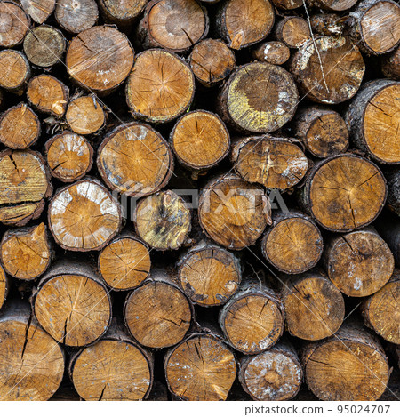 Stack Wooden Logs Stack Wooden Logs 95024707
