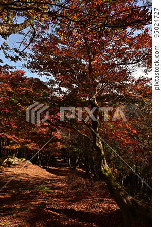 Autumn leaves of Taki mountain 95024727