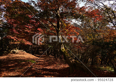 Autumn leaves of Taki mountain 95024728