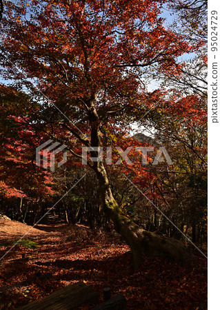 Autumn leaves of Taki mountain 95024729