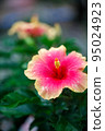 槿 95024923