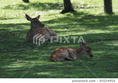 A fawn in Nara Park A fawn in Nara Park 95024958