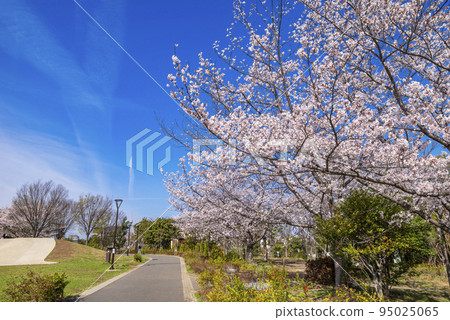 和平之森公園的櫻花景色（東京都中野區） 95025065