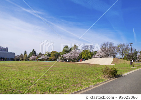 Scenery of Peace Forest Park with cherry blossoms (Nakano Ward, Tokyo) Scenery of Peace Forest Park with cherry blossoms (Nakano Ward, Tokyo) 95025066