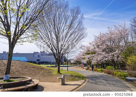 和平之森公園的櫻花景色（東京都中野區） 95025068