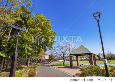 Scenery of Peace Forest Park with cherry blossoms (Nakano Ward, Tokyo) Scenery of Peace Forest Park with cherry blossoms (Nakano Ward, Tokyo) 95025071
