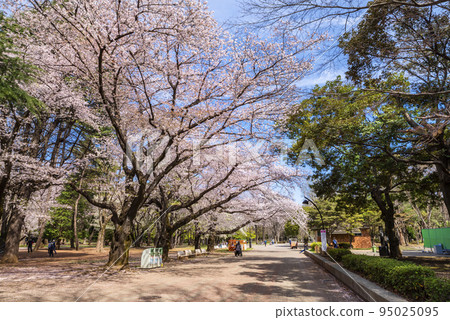 光丘公園綠樹成蔭的街道,櫻花盛開 光丘公園綠樹成蔭的街道,櫻花盛開 95025095