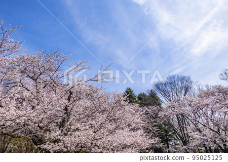 Scenery of Hikarigaoka Park with cherry blossoms 95025125