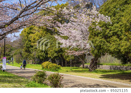 Scenery of Hikarigaoka Park with cherry blossoms 95025135