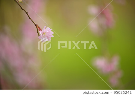 Cherry blossoms blooming in the warm sunlight of spring Cherry blossoms blooming in the warm sunlight of spring 95025241