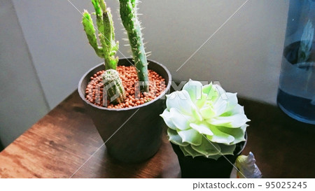 仙人掌和多肉植物 仙人掌和多肉植物 95025245