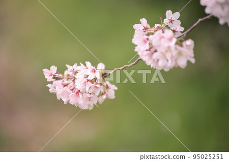 在春天溫暖的陽光下綻放的櫻花 95025251