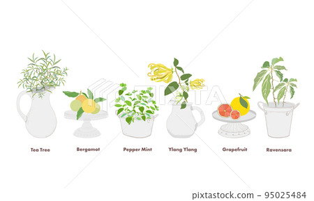 Aromatic plant, tea tree, bergamot, peppermint, ylang ylang, grapefruit, lavender 95025484