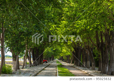 從土耳其以弗所到塞爾丘克的綠樹成蔭的道路 95025632