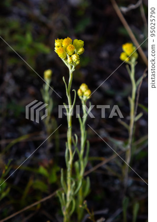 Yellow Mediterranean flowers on the background of the sea with a shallow depth of field. Helichrysum italicum Yellow Mediterranean flowers on the background of the sea with a shallow depth of field. Helichrysum italicum 95025790