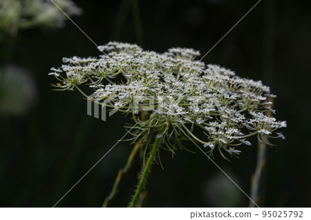 Daucus carota inflorescence, showing umbellets. White small flowers on garden. Blooming vegetables in the garden 95025792