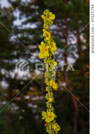 Verbascum speciosum yellow widflowers bees pollination. summer day 95025794