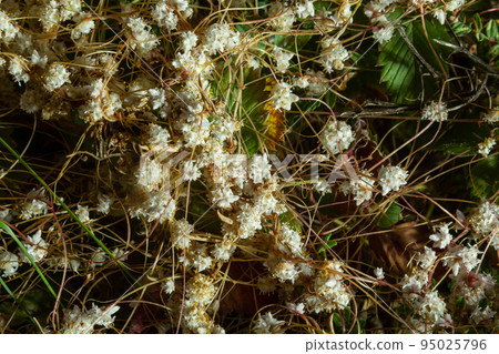 Flora of Gran Canaria - thread-like tangled stems of Cuscuta approximata aka dodder parasitic plant natural macro floral background Flora of Gran Canaria - thread-like tangled stems of Cuscuta approximata aka dodder parasitic plant natural macro floral background 95025796