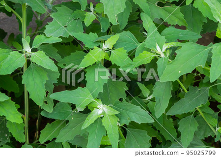 Chenopodium album is also called lamb's quarters, melde, goosefoot or fat-hen 95025799