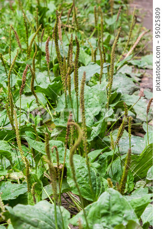 Greater Plantain, Waybread Plantago major tree in the garden .The inflorescences on long stalks with short spikes numerous tiny wind-pollinated flowers Greater Plantain, Waybread Plantago major tree in the garden .The inflorescences on long stalks with short spikes numerous tiny wind-pollinated flowers 95025809