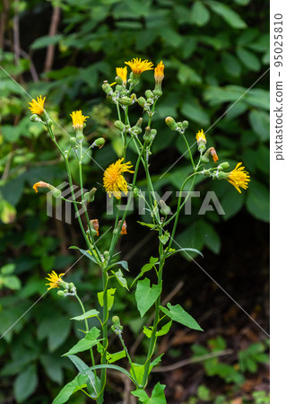 Rough Hawksbeard Crepis biennis plant blooming in a meadow 95025810