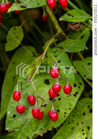 Red berries of woody nightshade, also known as bittersweet, Solanum dulcamara seen in August 95025811