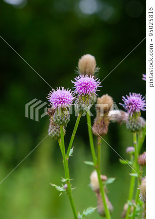 Flowering creeping thistle Cirsium arvense, also Canada thistle or field thistle. The creeping thistle is considered a noxious weed in many countries Flowering creeping thistle Cirsium arvense, also Canada thistle or field thistle. The creeping thistle is considered a noxious weed in many countries 95025816