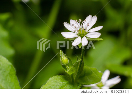 Myosoton aquaticum, Giant Chickweed, Caryophyllaceae. Wild plant shot in spring 95025824