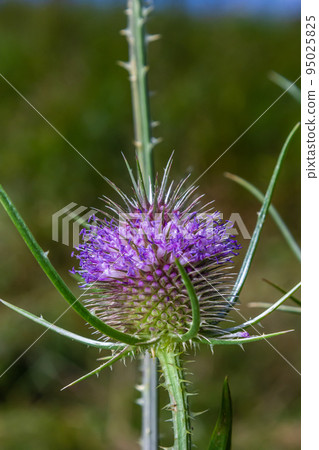 Flowers of wild teasel in autumn, also called Dipsacus fullonum or wilde karde, selected focus, Bokeh 95025825