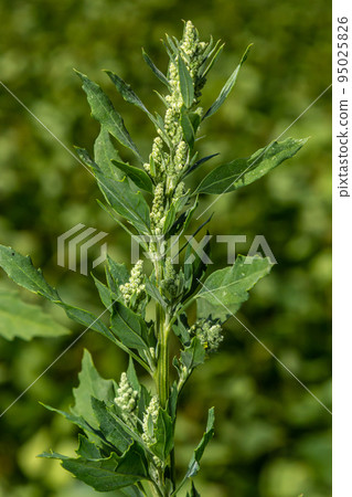 Lambs quarter flowers Lamb's quarter Chenopodium album is a roadside weed, but the young leaves are edible 95025826