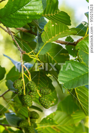 A branch of alder leaves and green cones. Branch of Alnus glutinosa, the common alder, black alder in spring A branch of alder leaves and green cones. Branch of Alnus glutinosa, the common alder, black alder in spring 95025828