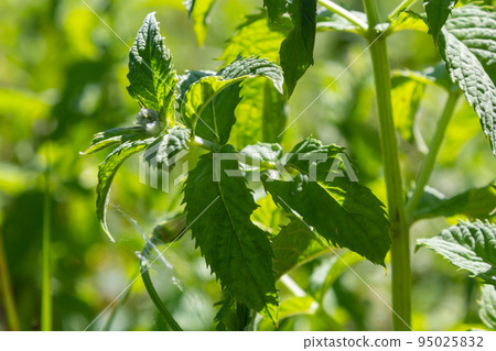 In the wild grows mint long-leaved Mentha longifolia In the wild grows mint long-leaved Mentha longifolia 95025832
