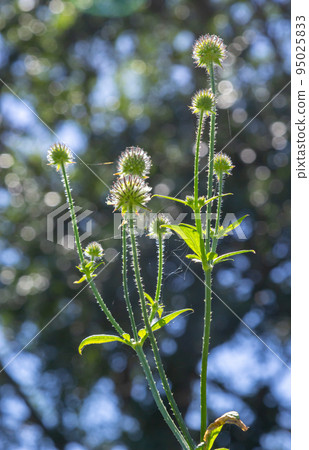 Dipsacus pilosus, Small Teasel. Wild plant shot in summer Dipsacus pilosus, Small Teasel. Wild plant shot in summer 95025833