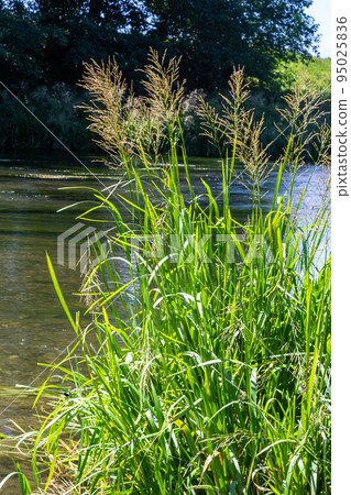 Glyceria maxima, commonly known as great manna grass, reed mannagrass, reed sweet-grass, and greater sweet-grass is rhizomatous perennial grasses in mannagrass genus native to Europe 95025836
