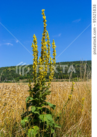Verbascum speciosum yellow widflowers bees pollination. summer day Verbascum speciosum yellow widflowers bees pollination. summer day 95025838