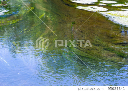 seaweed in the river in summer, sunny day. top view 95025841