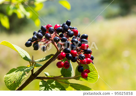 The fruit Viburnum lantana. Is an green at first, turning red, then finally black, wayfarer or wayfaring tree is a species of Viburnum 95025858