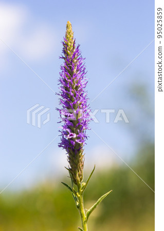 Flowers Veronica spiky is a perennial herbaceous plant, a species of the genus Veronica, the Plantain family Flowers Veronica spiky is a perennial herbaceous plant, a species of the genus Veronica, the Plantain family 95025859