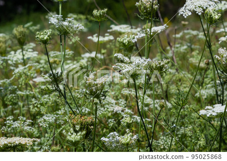 Daucus carota inflorescence, showing umbellets. White small flowers on garden. Blooming vegetables in the garden Daucus carota inflorescence, showing umbellets. White small flowers on garden. Blooming vegetables in the garden 95025868