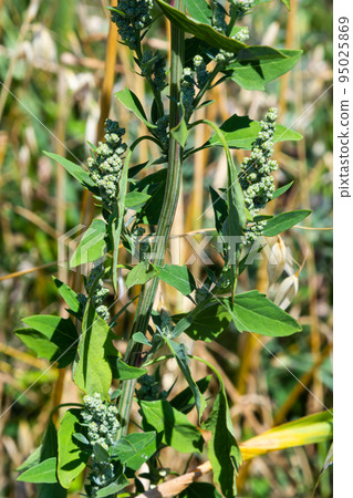 Chenopodium album is also called lamb's quarters, melde, goosefoot or fat-hen Chenopodium album is also called lamb's quarters, melde, goosefoot or fat-hen 95025869