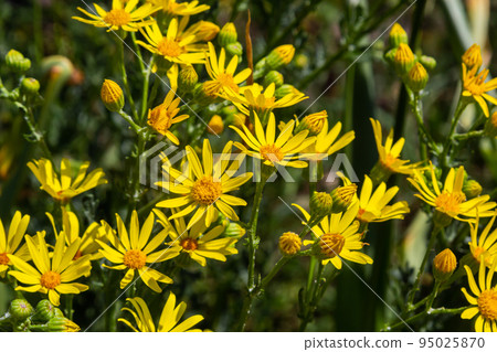 yellow flowering plants of Ragwort, Jacobaea vulgaris early morning on sunny day with blue sky in summer season close up 95025870