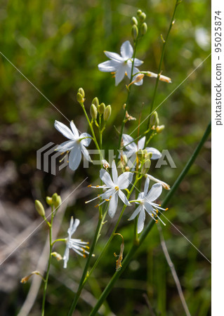 Fragile white and yellow flowers of Anthericum ramosum, star-shaped, growing in a meadow in the wild, blurred green background, warm colors, bright and sunny summer day Fragile white and yellow flowers of Anthericum ramosum, star-shaped, growing in a meadow in the wild, blurred green background, warm colors, bright and sunny summer day 95025874