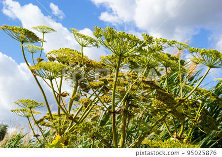 Heracleum Sosnowskyi on blue sky background. All parts of Heracleum Sosnowskyi contain the intense toxic allergen furanocoumarin 95025876