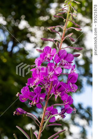 Ivan chai, Chamaenerion angustifolium, fireweed, great willowherb, rosebay willowherb, perennial herbaceous flowering plant family Onagraceae, ornamental and medicinal plant 95025878