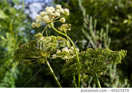 Heracleum Sosnowskyi on blue sky background. All parts of Heracleum Sosnowskyi contain the intense toxic allergen furanocoumarin Heracleum Sosnowskyi on blue sky background. All parts of Heracleum Sosnowskyi contain the intense toxic allergen furanocoumarin 95025879