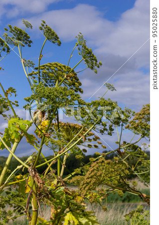 Heracleum Sosnowskyi on blue sky background. All parts of Heracleum Sosnowskyi contain the intense toxic allergen furanocoumarin Heracleum Sosnowskyi on blue sky background. All parts of Heracleum Sosnowskyi contain the intense toxic allergen furanocoumarin 95025880