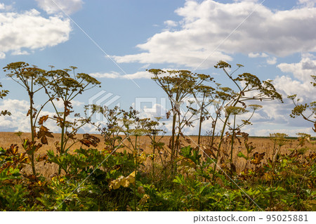 Heracleum Sosnowskyi on blue sky background. All parts of Heracleum Sosnowskyi contain the intense toxic allergen furanocoumarin Heracleum Sosnowskyi on blue sky background. All parts of Heracleum Sosnowskyi contain the intense toxic allergen furanocoumarin 95025881