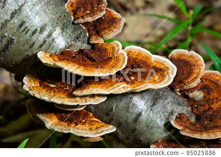 Anise mazegill, a brown rot fungus, Gloeophyllum odoratum Anise mazegill, a brown rot fungus, Gloeophyllum odoratum 95025886