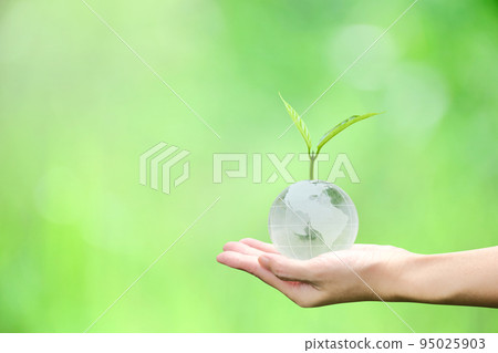 Young plant on crystal globe in hand with green background, concept for eco friendly business, green energy and climate change. Young plant on crystal globe in hand with green background, concept for eco friendly business, green energy and climate change. 95025903